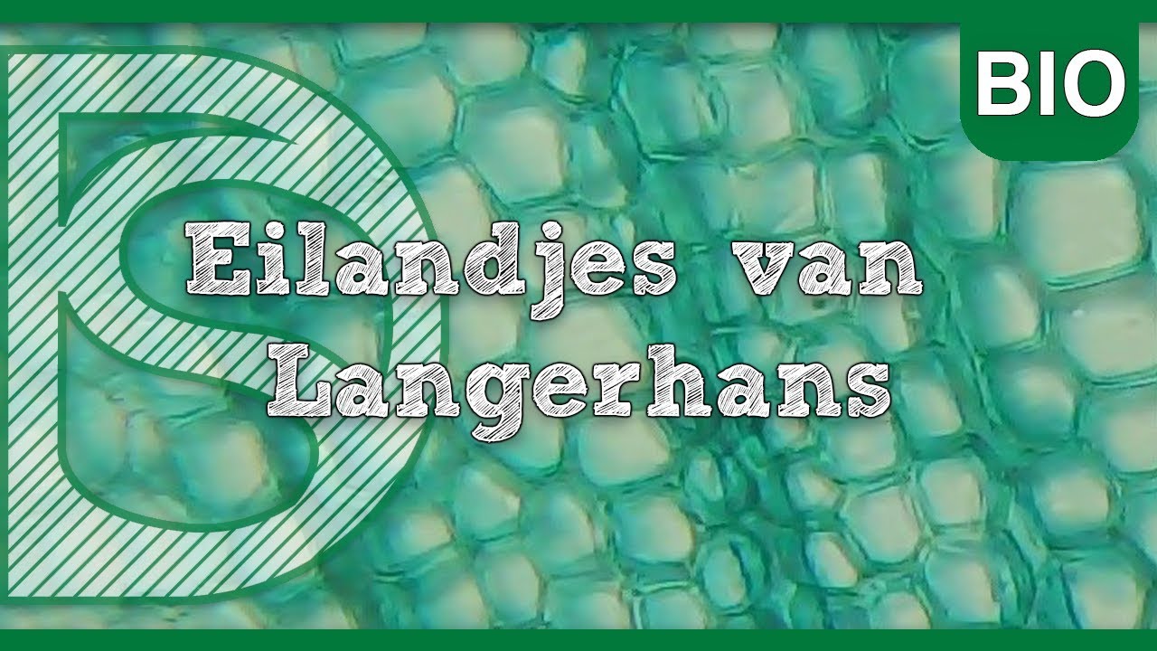 Examen biologie - Eilandjes van Langerhans (Hormonale regeling)