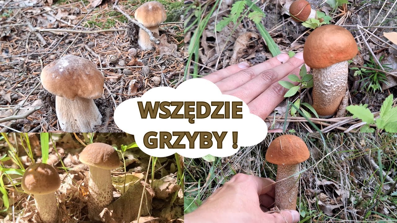 Wysyp grzybów ! Są wszędzie ! Borowiki, koźlarze czerwone i inne ! grzyby 2023 (sierpień 2023)