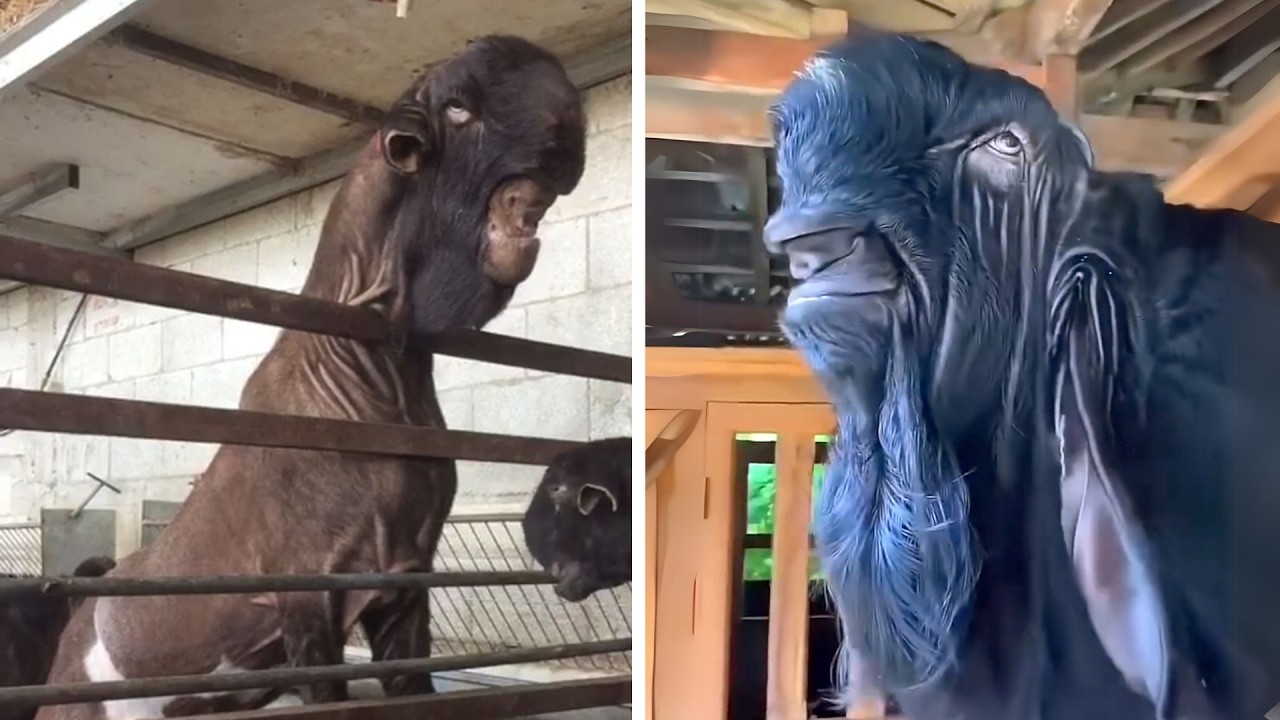 Damascus Goat 🐐 The Creepiest Goat!