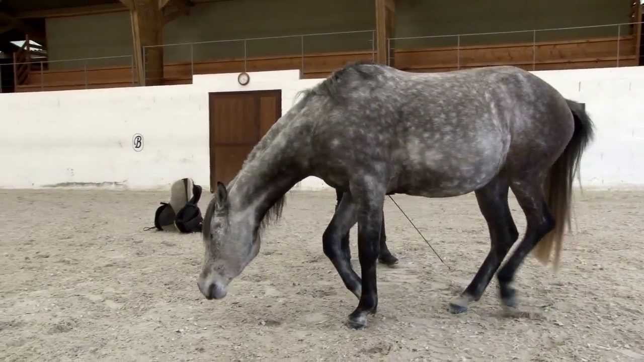 Horsemanship meets 