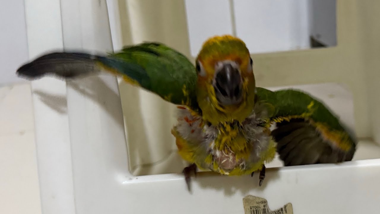 HAND FEEDING SUN CONURE PARROT LIVE