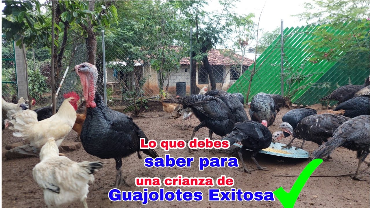 👉Todo lo que debes saber para lograr una CRIANZA DE GUAJOLOTES EXITOSA✅️  #AlinaAlbarran  #guajolote