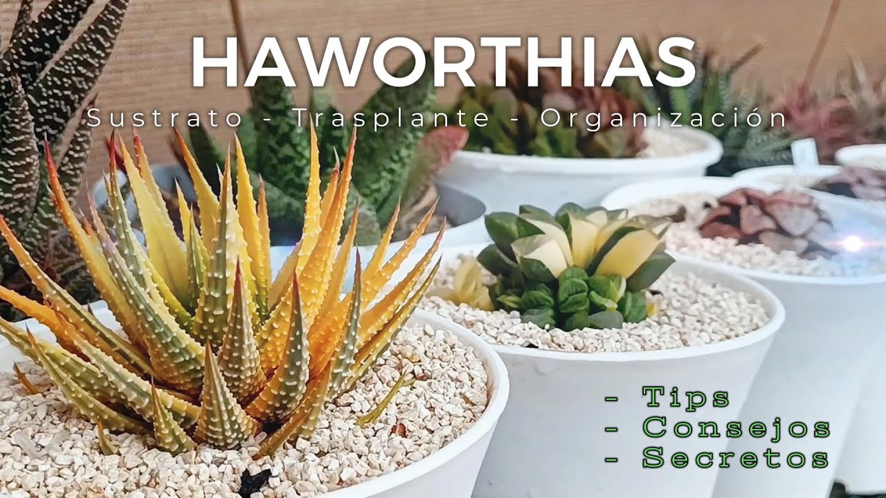 Hablemos de haworthias mientas trasplantamos y organizamos otro sector del jardín #suculentas