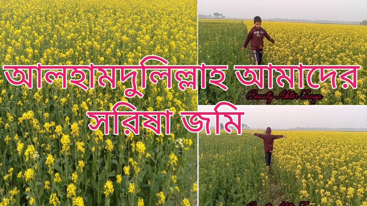 আলহামদুলিল্লাহ আমাদের সরিষা জমি 