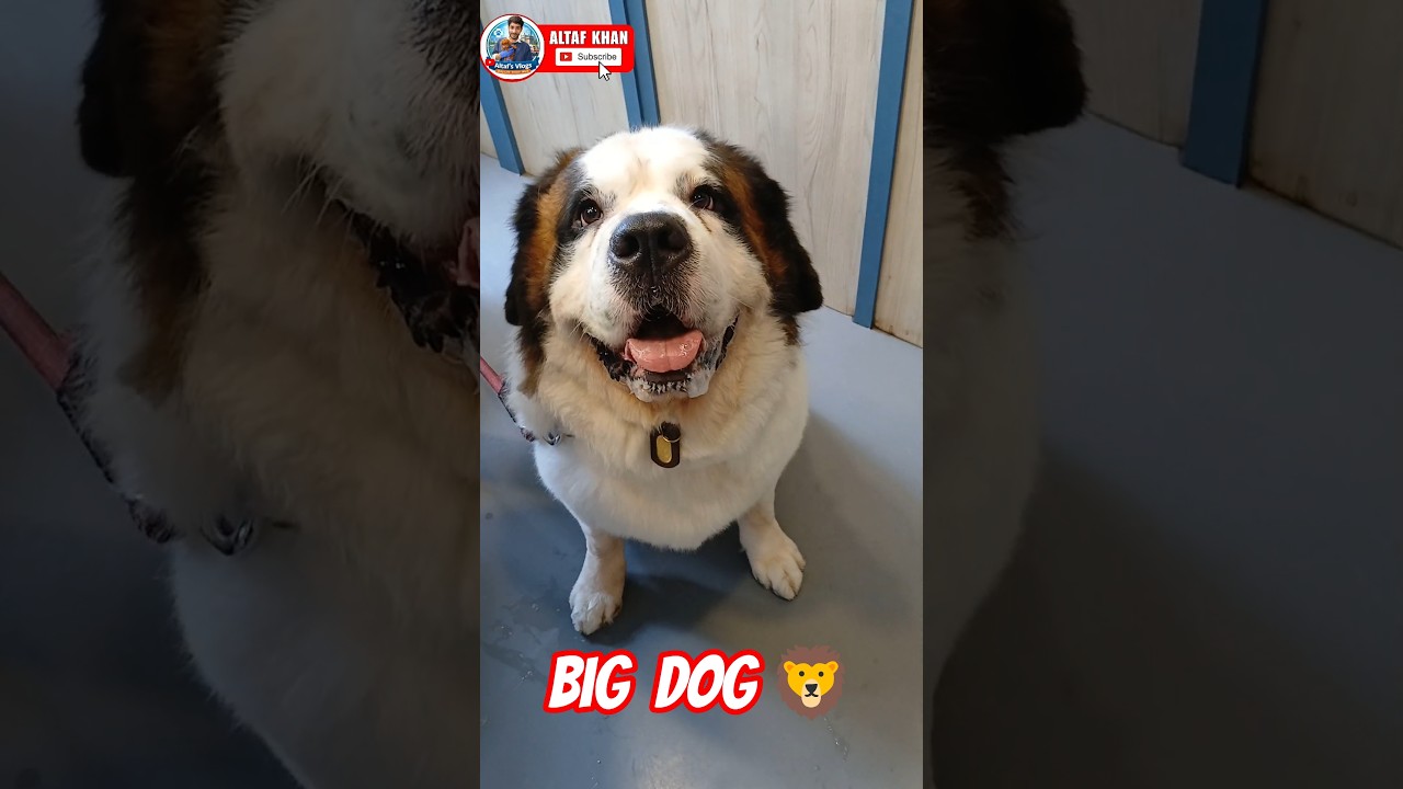 BIG DOG 🦁 AAJ KA DIN BHOT ACCHA GAYA MAI RA ☺️ 
