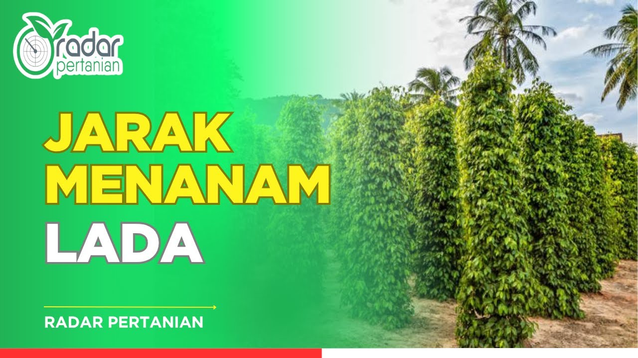Jarak Menanam Lada yang Ideal