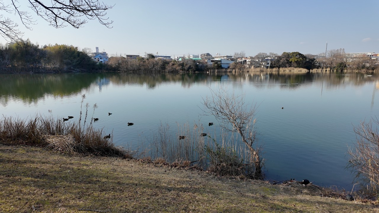 【新海池公園】冬の日差しの中で、池のまわりをゆっくり歩く｜2026-01-19