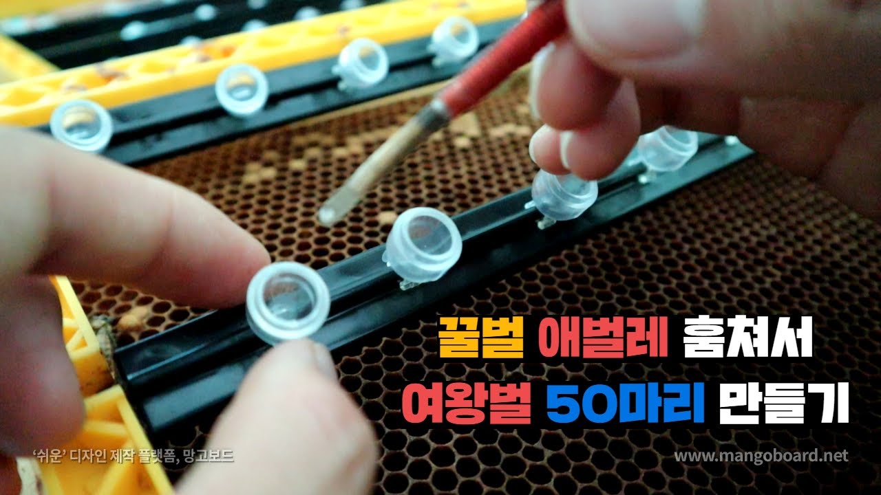 꿀벌들 속여서 인공적으로 여왕벌을 만들어 봅시다.