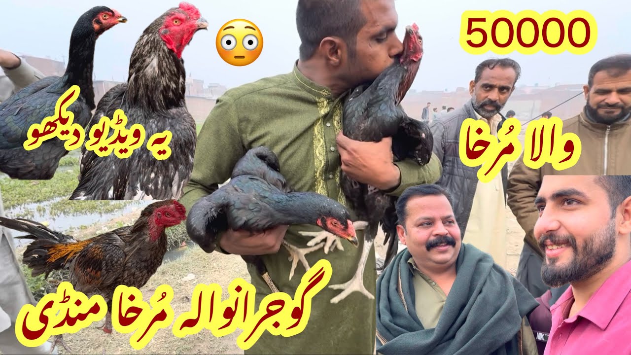 Gujranwala murga mandi 