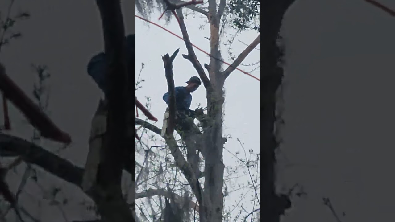 Dead pine tree topping