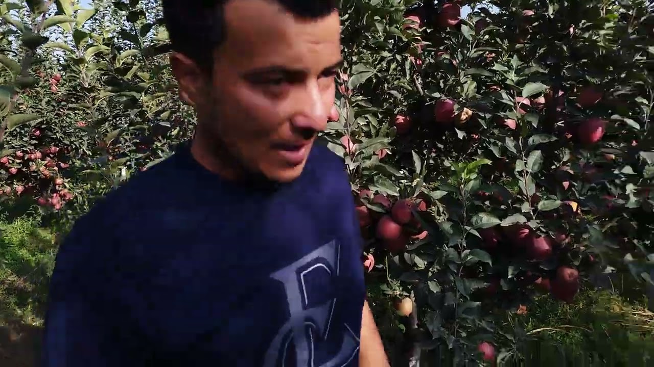 Крепсон Олма боги Бир бохо берасилар мурожат учун+998905605034