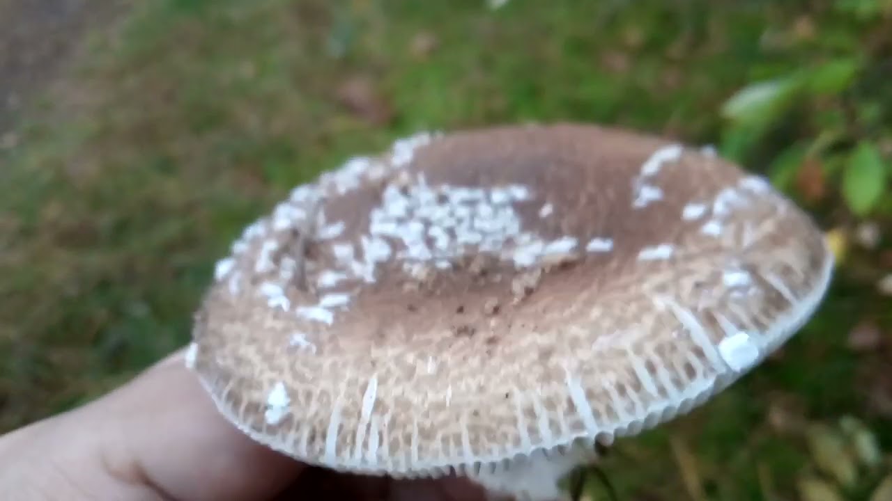 muchomor plamisty amanita pantherina grzyb silnie tr&oacute;jący