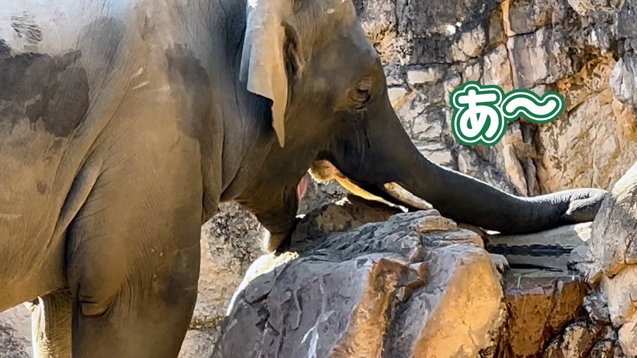 お口を開けて変顔してるアルンくんが可愛い🩷　1月18日 上野動物園　アジアゾウ
