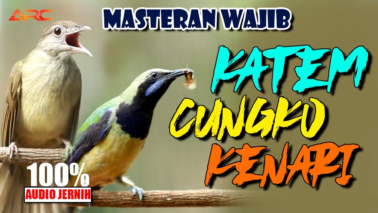 MASTERAN  KAPAS TEMBAK - CUNGKOK - KENARI