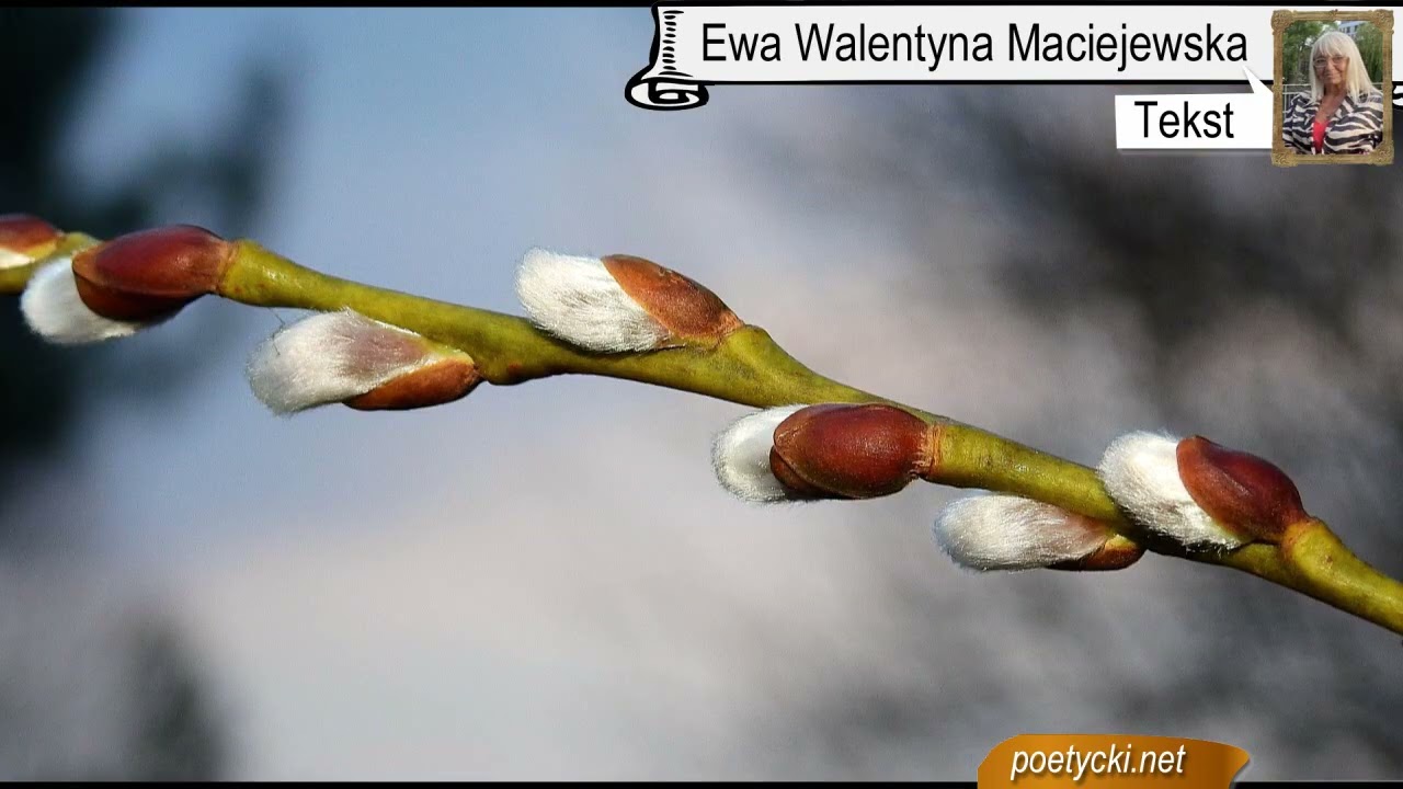 Kłótnia zimy z wiosną. Piosenka dla dzieci o przedwiośniu i wiośnie. Ewa Walentyna Maciejewska