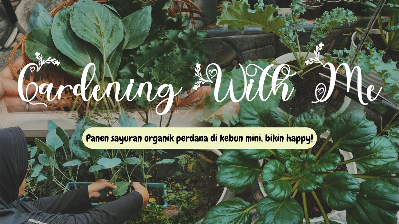 Panen Perdana Sayur Curly Kale & Sawi Kailan Organik di Kebun Mini! 🧑🏻‍🌾🥬 #berkebun #curlykale #vlog
