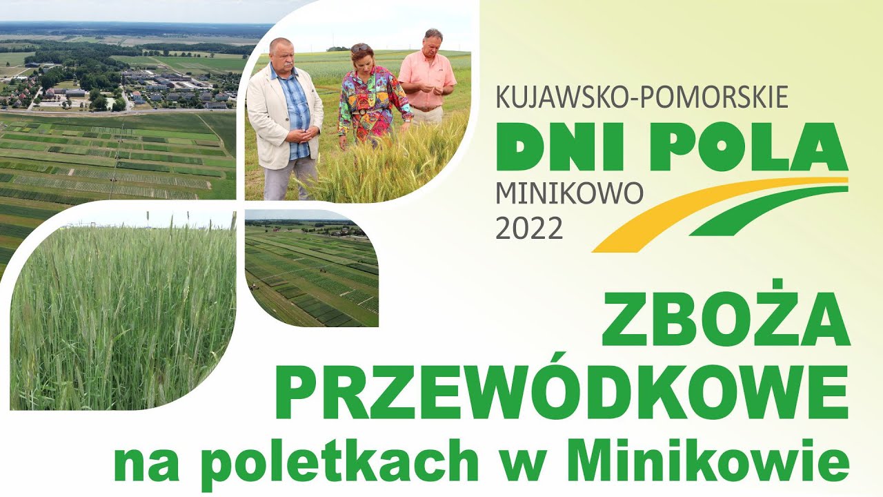 Kujawsko-Pomorskie Dni Pola 2022 - Zboża przewódkowe na poletkach w Minikowie.