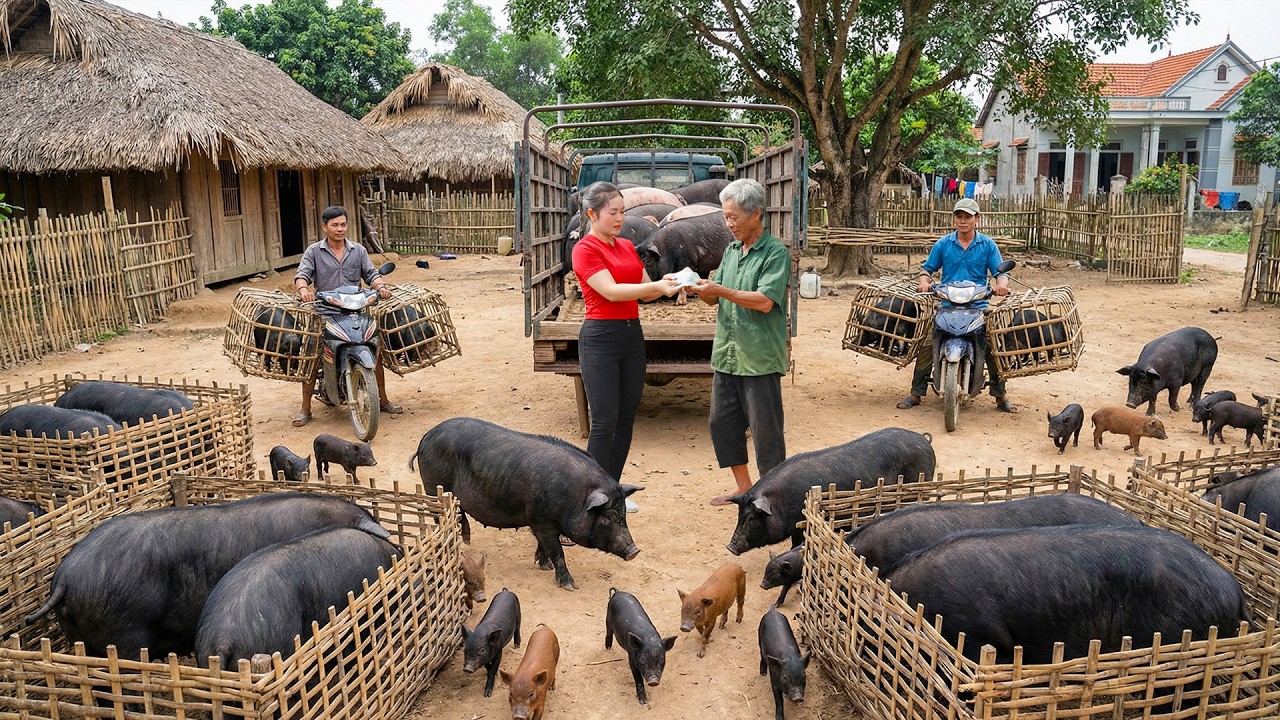 TIMELAPSE: 500 Days Harvesting Thousands of Massive Pigs & Loading Trucks to Sell - Linh Harvest .