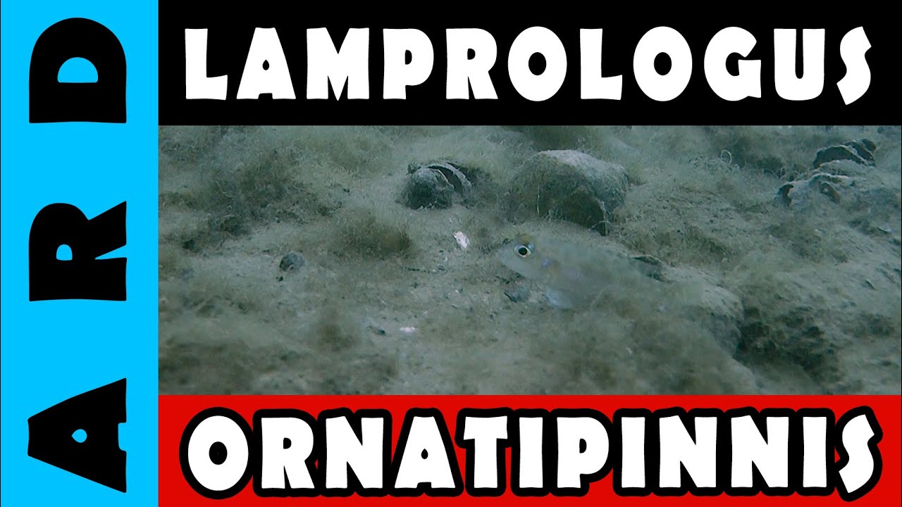 Lamprologus ornatipinnis