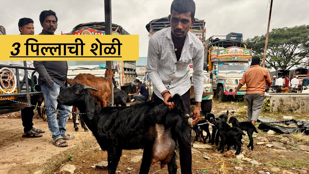महाराष्ट्रातील सर्वात मोठा शेळ्या,मेंढ्या बाजार | 25/10/2025 (शनिवार)चाकण बकरी बाजार अपडेट 