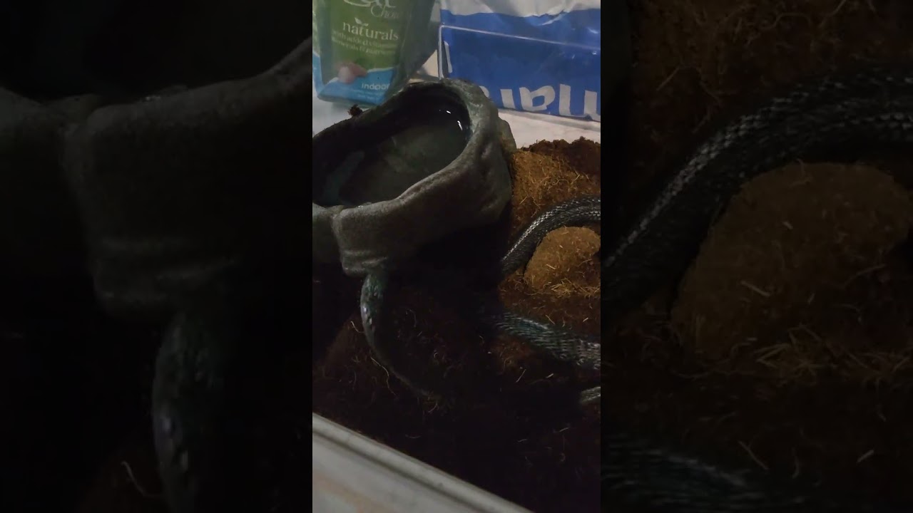 FOREST COBRA WHIPS ME!!! #forestcobra #forestcobras #cobra #cobras #venomoussnake #venomoussnakes