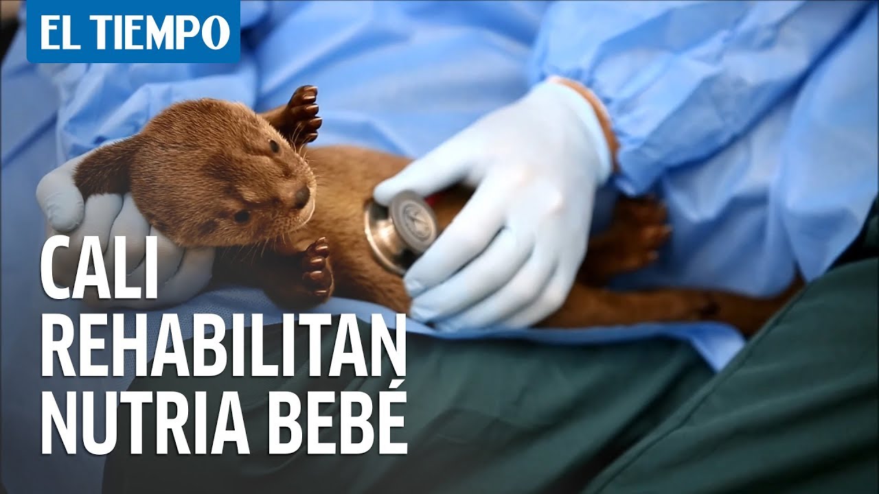 En el Zoo de Cali rehabilitan nutria bebé