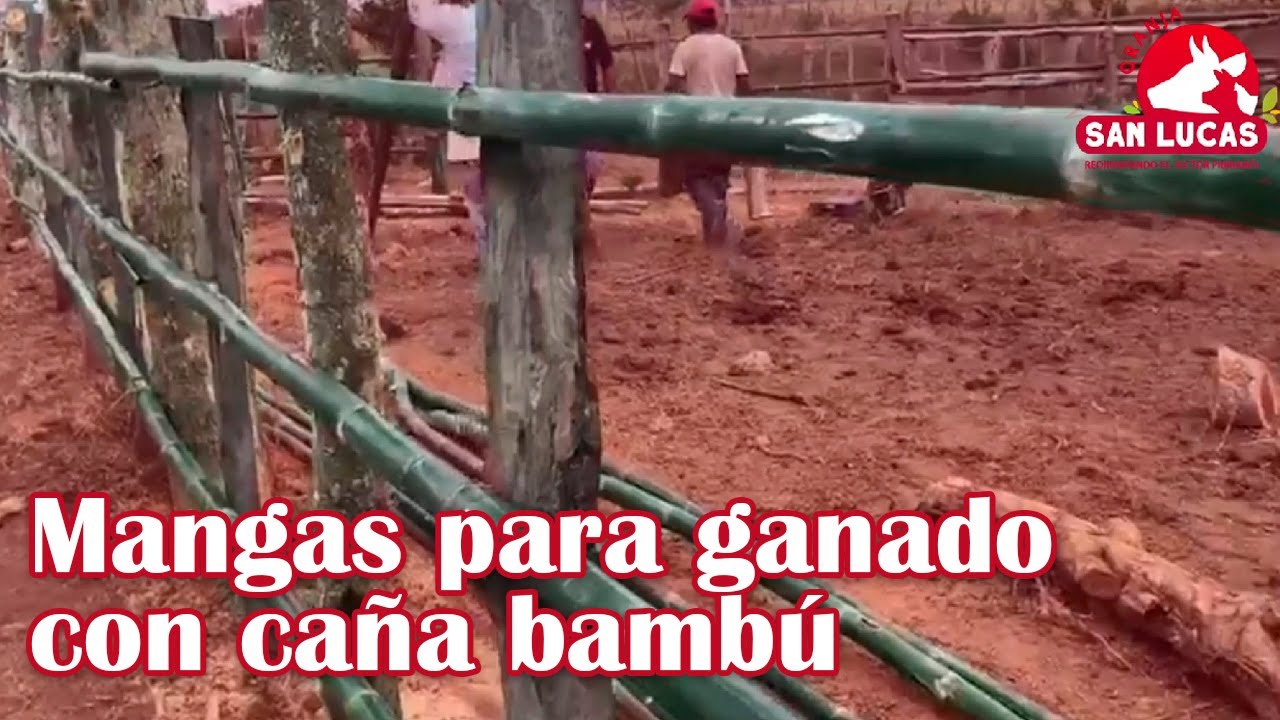 Mantenimiento de corrales y mangas para ganado bovino | Granja San Lucas