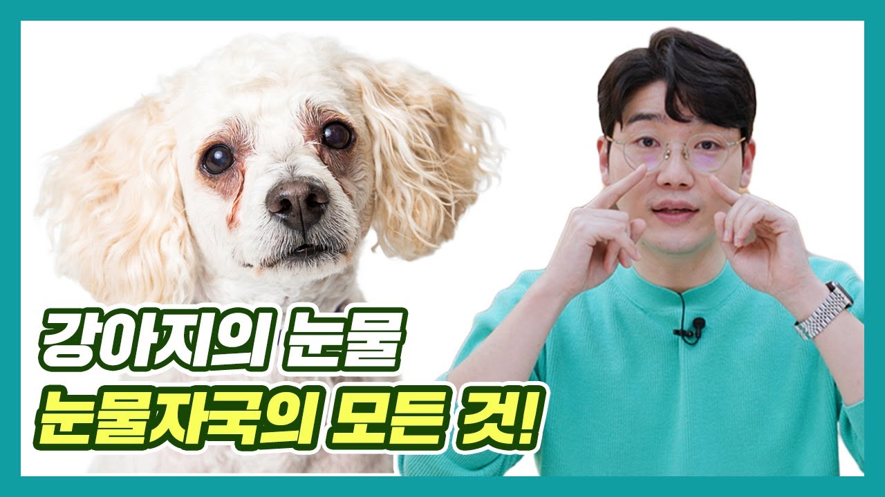 강아지 눈물자국은 왜 생기나요? 없앨 수 있나요? | 설채현 행동학 수의사