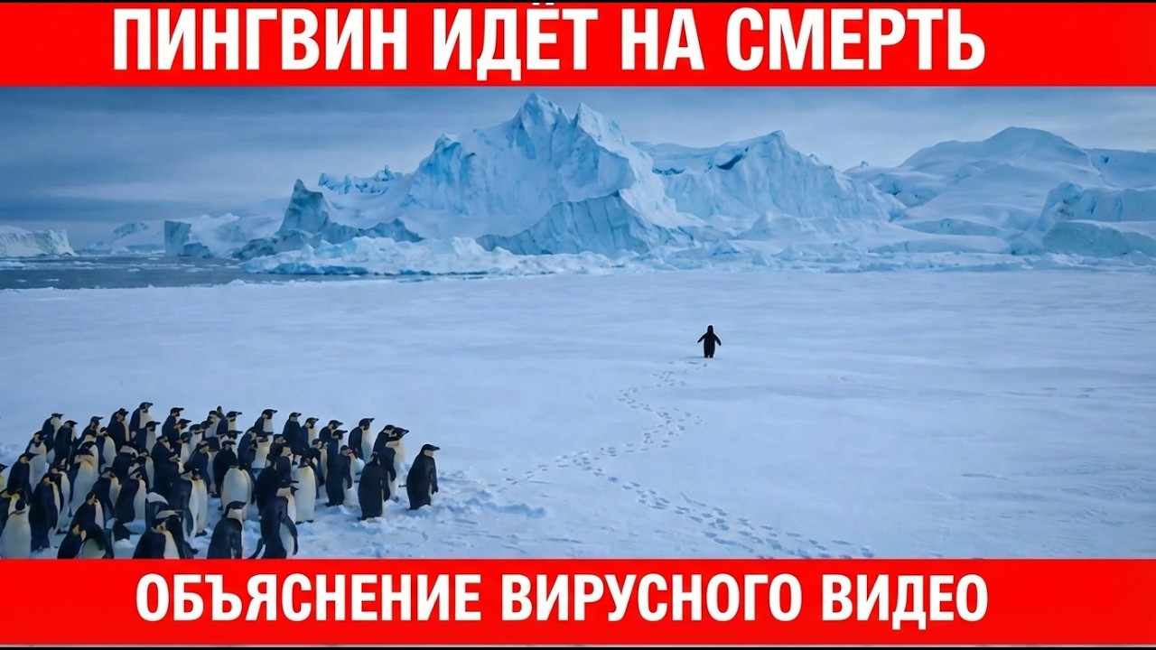 Реальная история вирусного видео с пингвином. Объяснение документального фильма об Антарктиде 2007 г