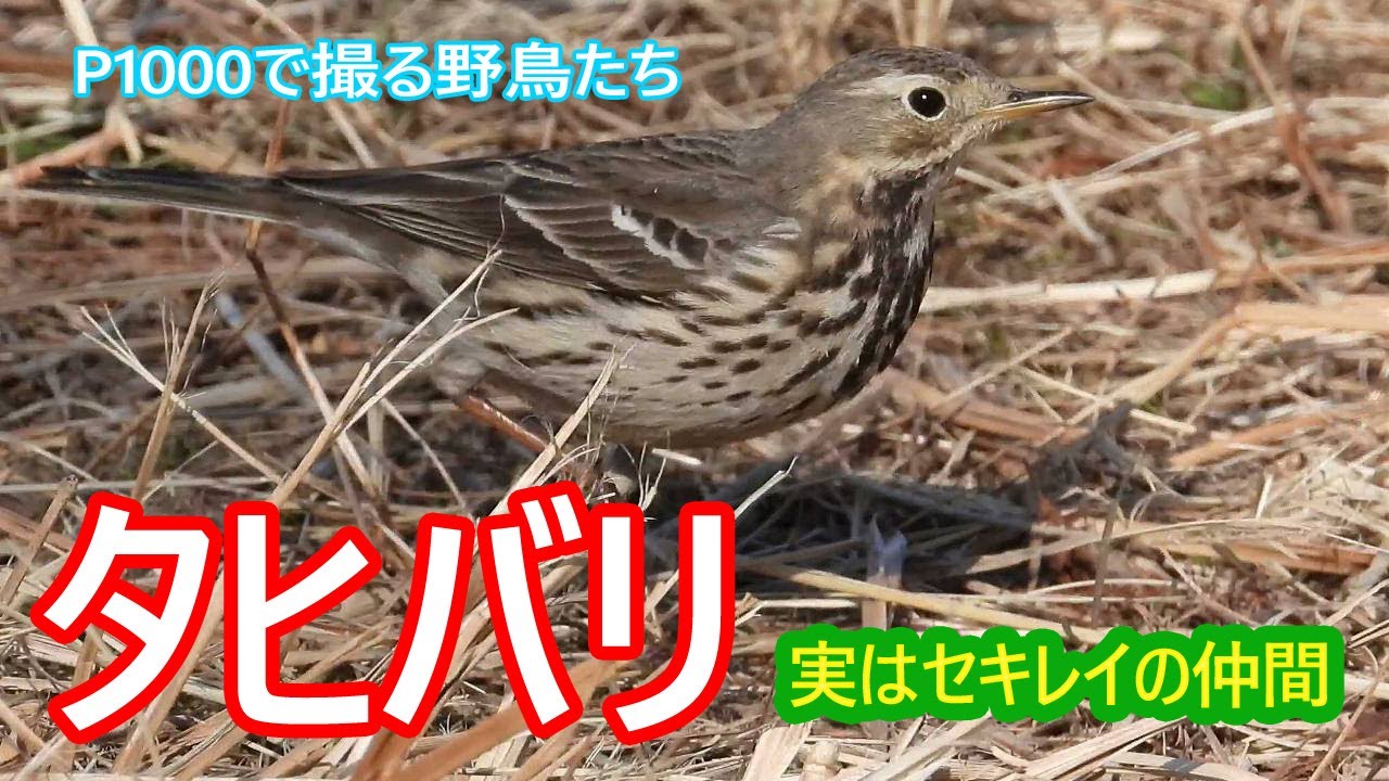タヒバリ、見つけた