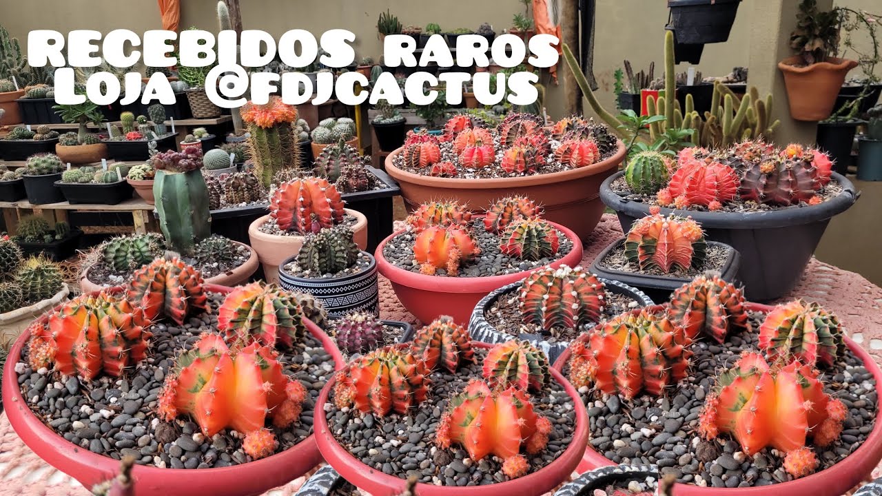 RECEBIDOS loja @FdjCactus Cactos Raros e  tour pela coleção GYMNOCALYCIUM VARIEGATA T-lux T-rex.