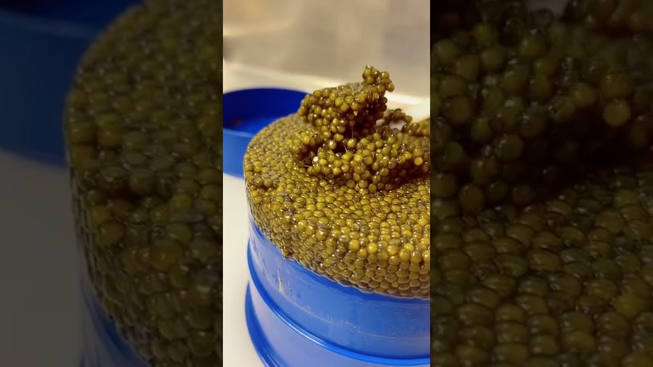 Imperia Caviar IS THE PARTY