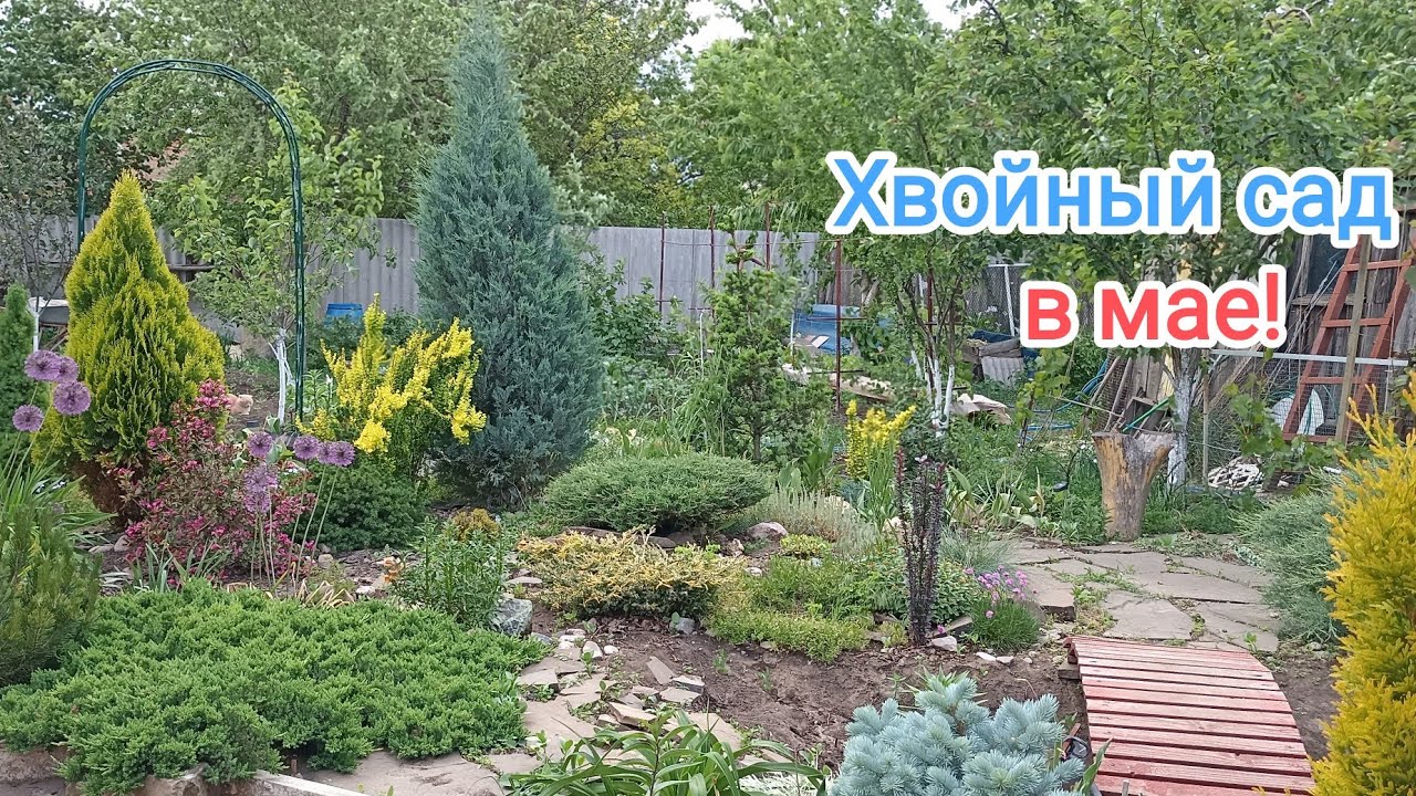 ХВОЙНЫЕ в мае! ОБЗОР-прогулка, продолжение.