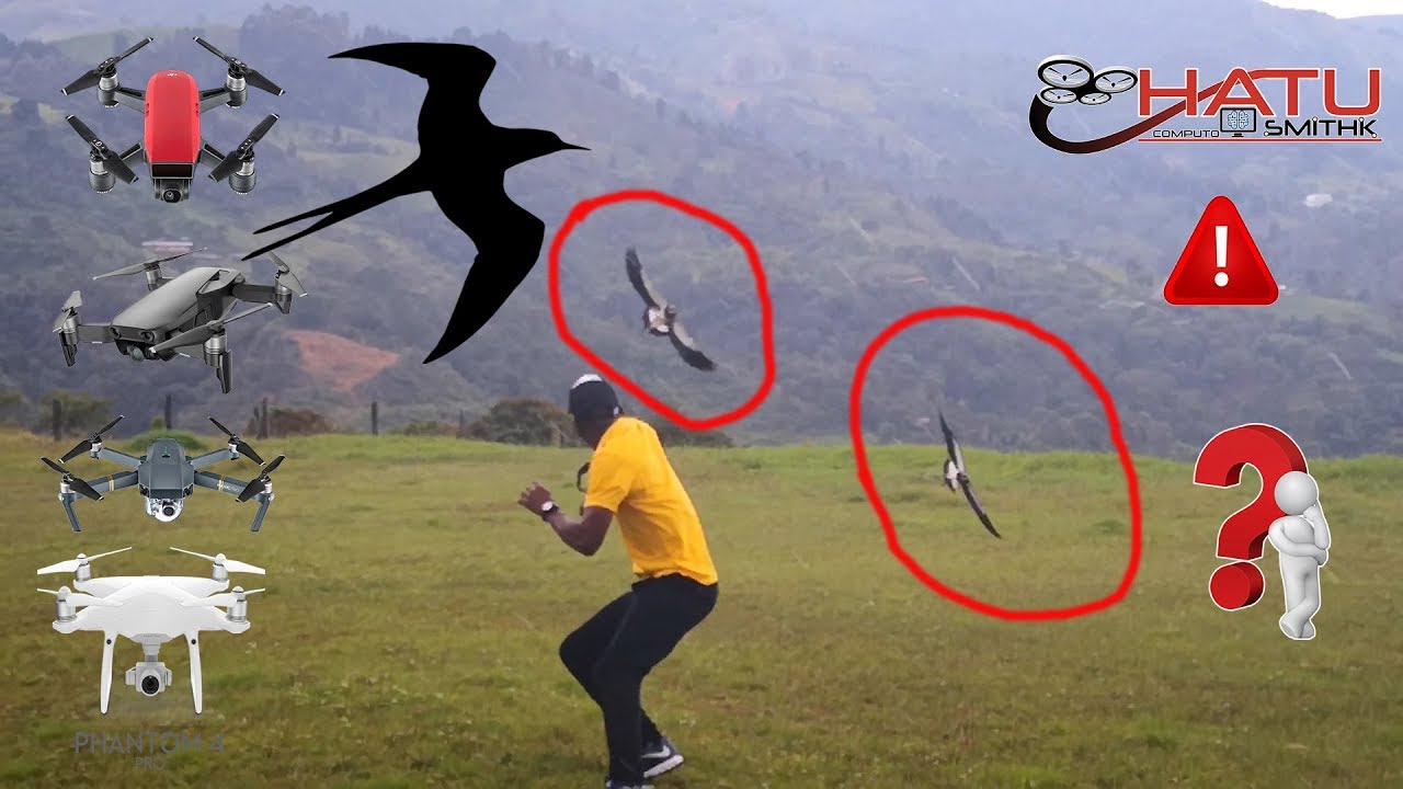 QUÉ HACER SI UN AVE ATACA TU DRONE en ESPAÑOL