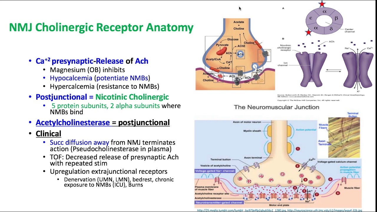 Pharmacology Keywords 2018 - Dr. Schell