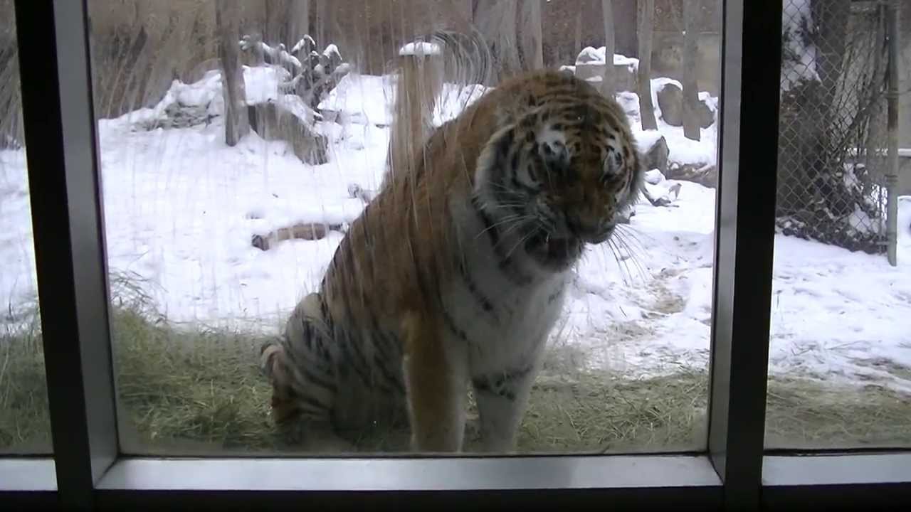 Tiger Growling