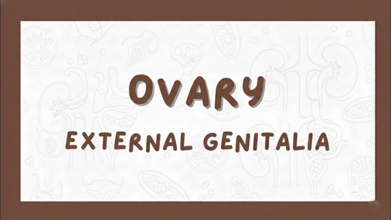 Ovary and external genetelia 👶🏻