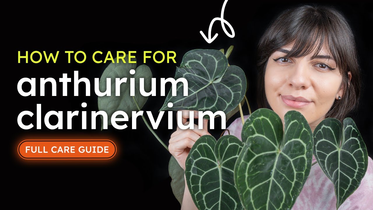 Anthurium Clarinervium Care (Velvet Cardboard Anthurium)
