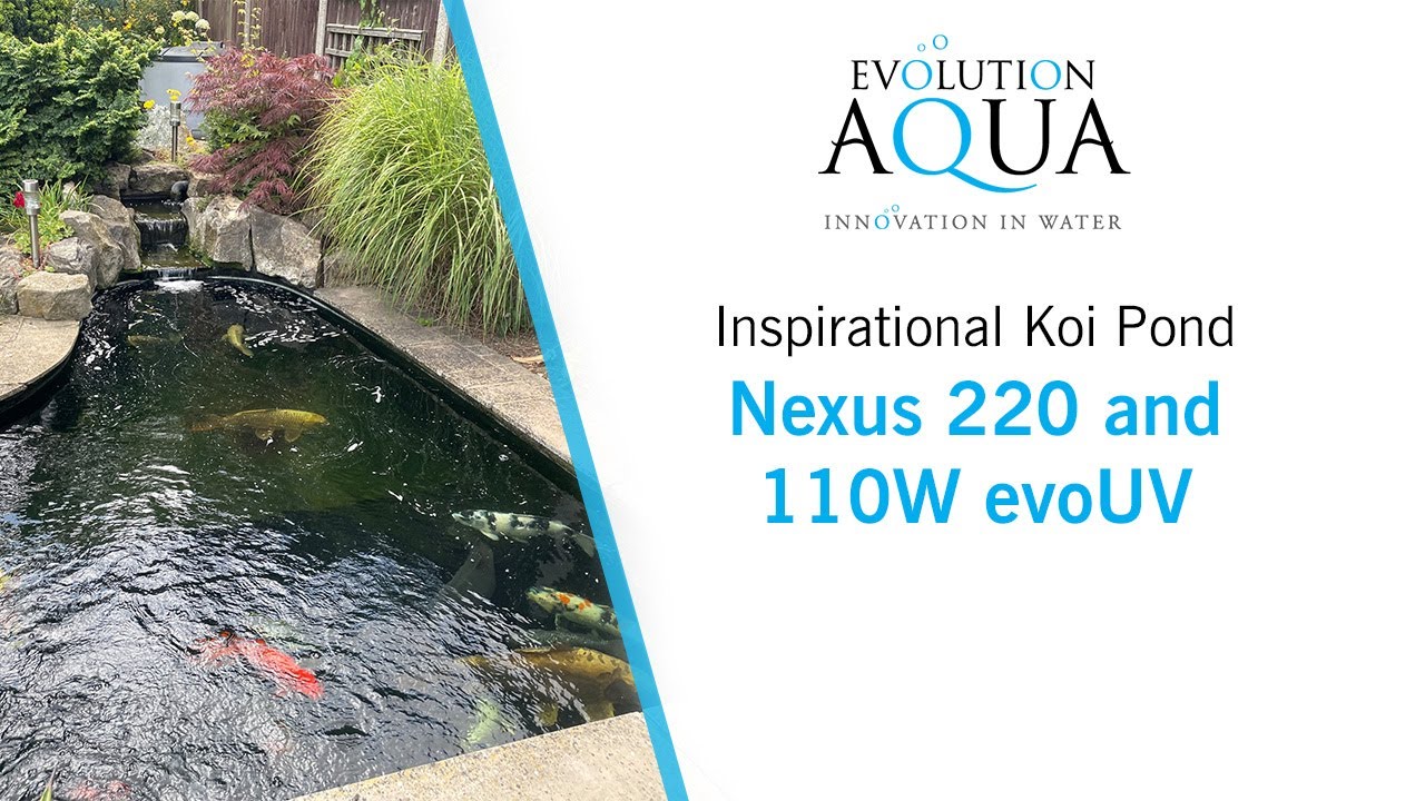 In ground Koi Pond running on a Evolution Aqua Nexus 220