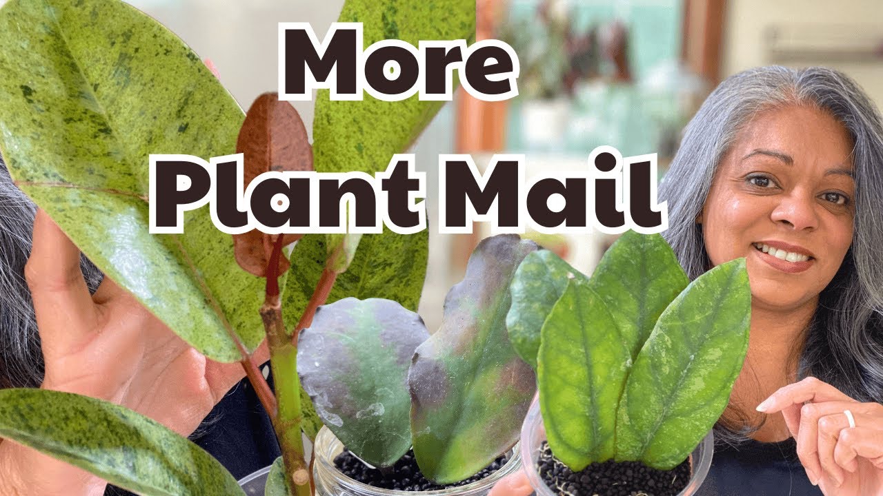 Unboxing New Plants + Repotting & Growth Progress