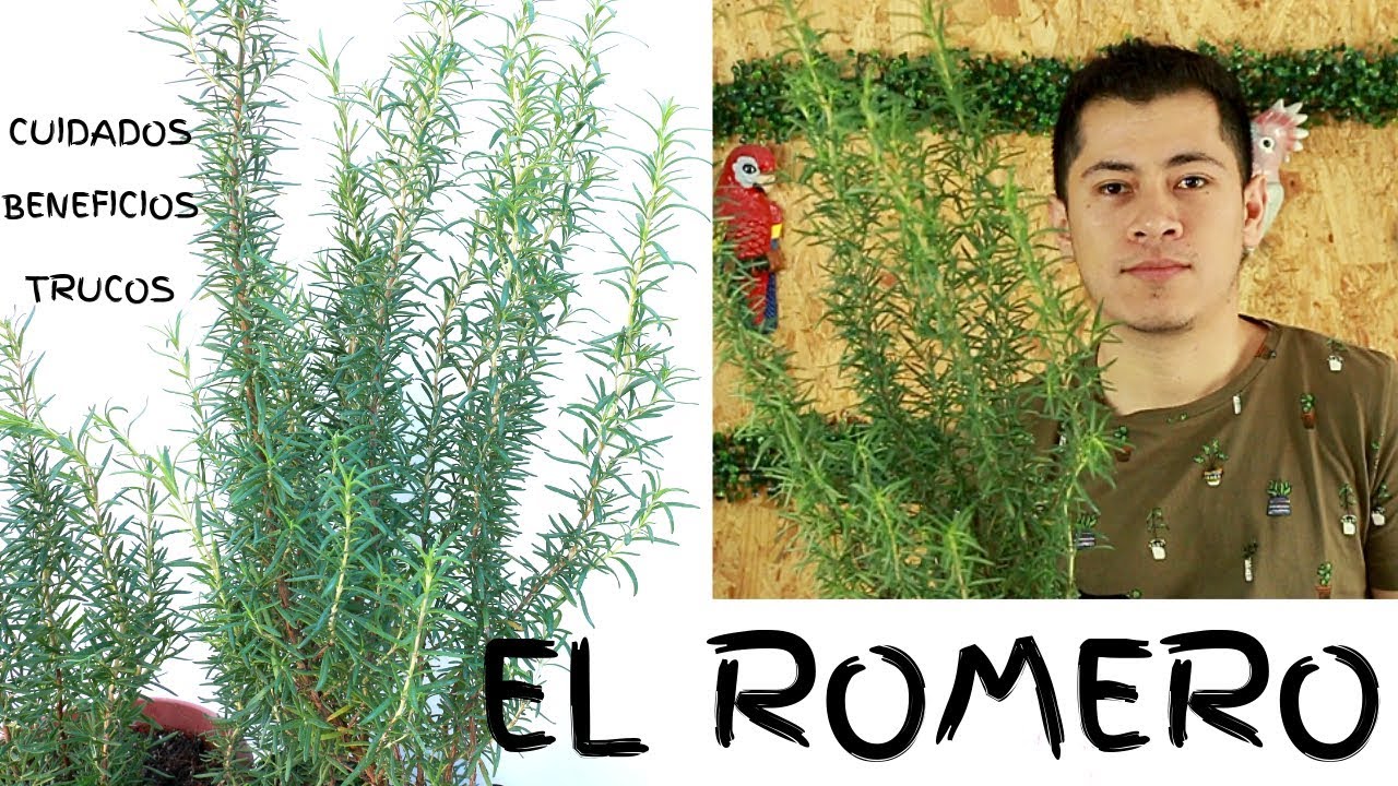 PORQUE SE MUERE UNA PLANTA DE ROMERO || CUIDADOS Y BENEFICIOS