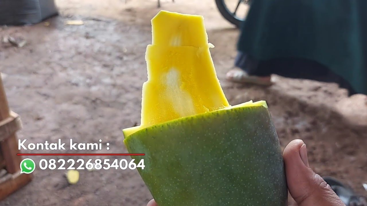 Mangga baru Xishi besar, muda manis