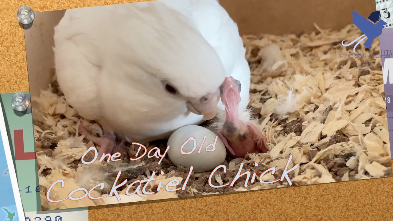 One Day Old Cockatiel Baby | One day old Cockatiel Chick | Albino Cockatiel Baby