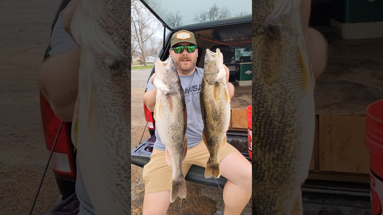 Saugeye are my favorite 🔥🔥🔥 #saugeye #ohio #fishing #fish #walleye #show