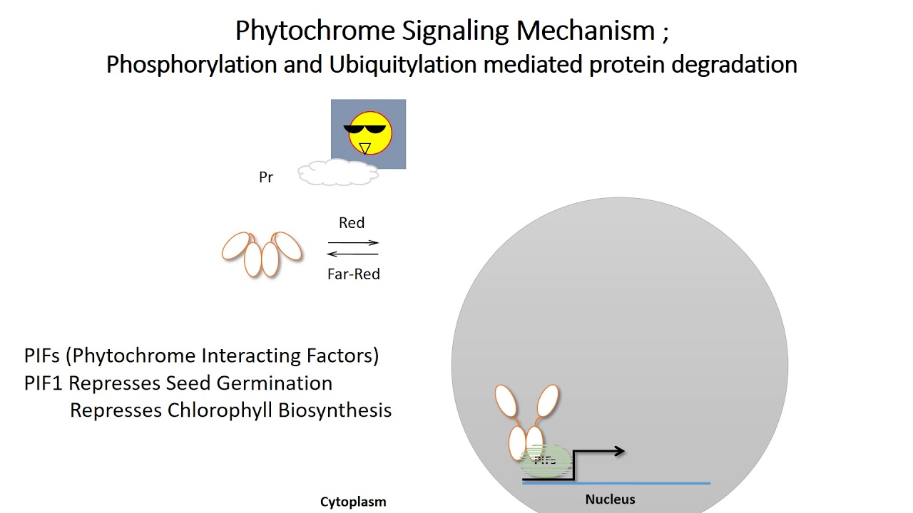 Phytochrome Signaling Cascade