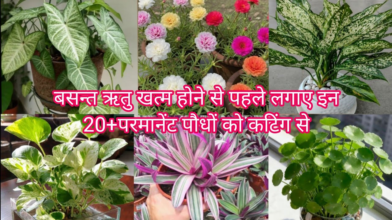 बसन्त ऋतु खत्म होने से पहले लगाए इन 20+परमानेंट पौधों को कटिंग से ✂️🥀✨