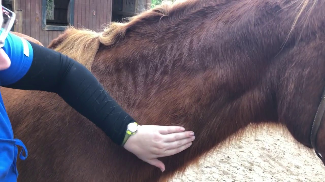 IV Injection (Horse)