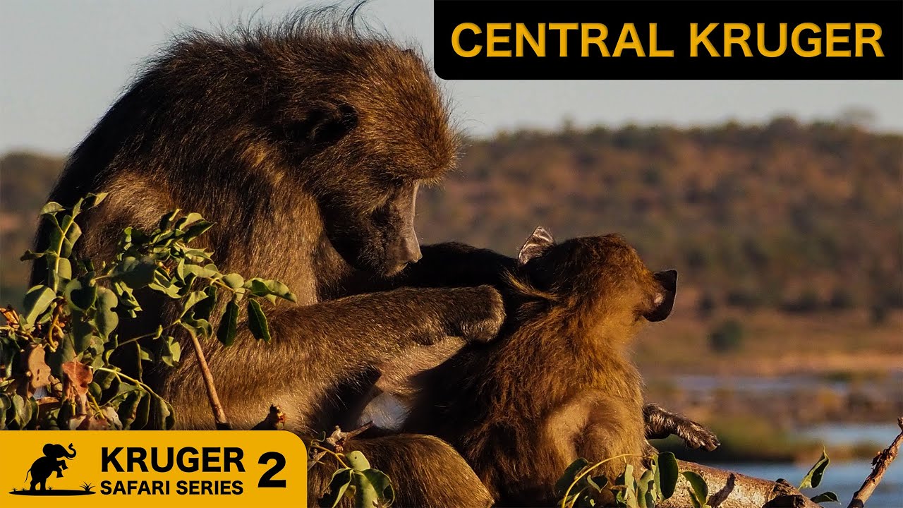 Сафари в национальном парке Крюгера 2025 | Эпизод 2: Стадо буйволов Центрального Крюгера 🇿🇦