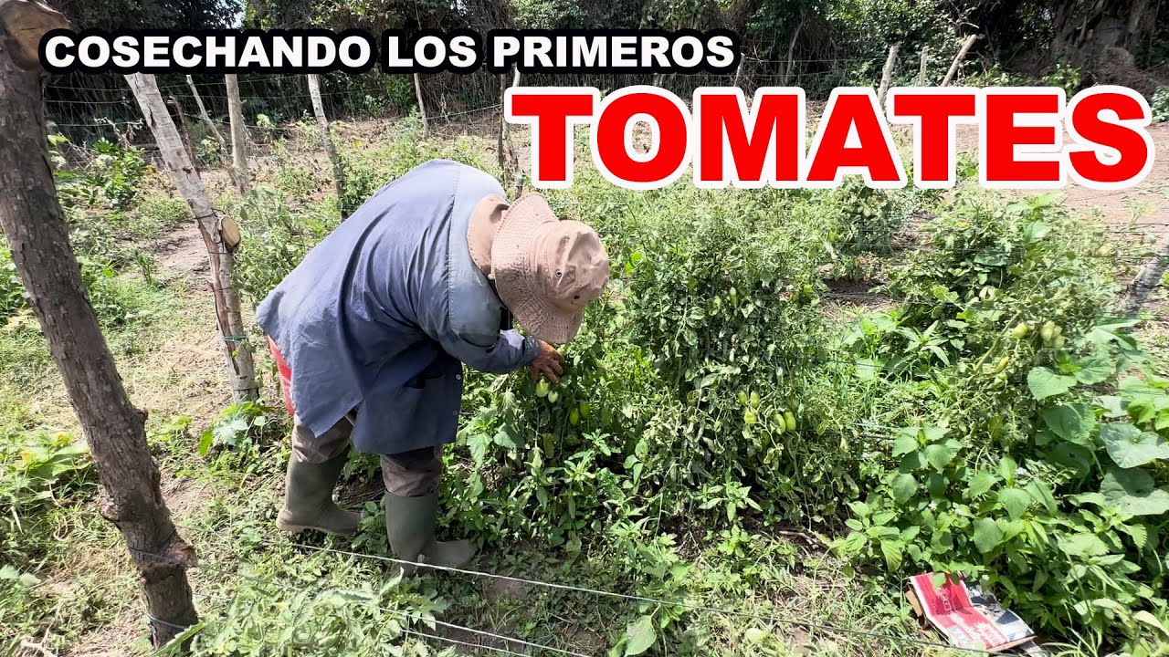 Asi comenzamos la cosecha de Tomates en la Finca del Patechucho