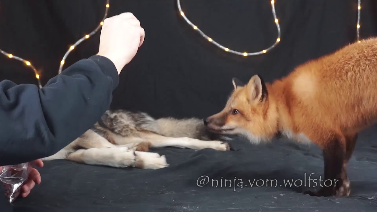 Red Fox Leotie having fun